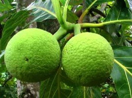 bread-fruit